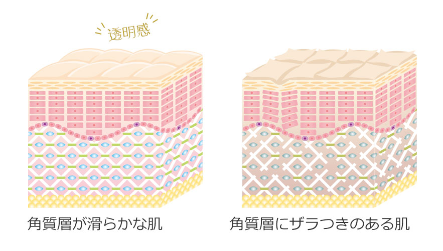 肌の組織イラスト