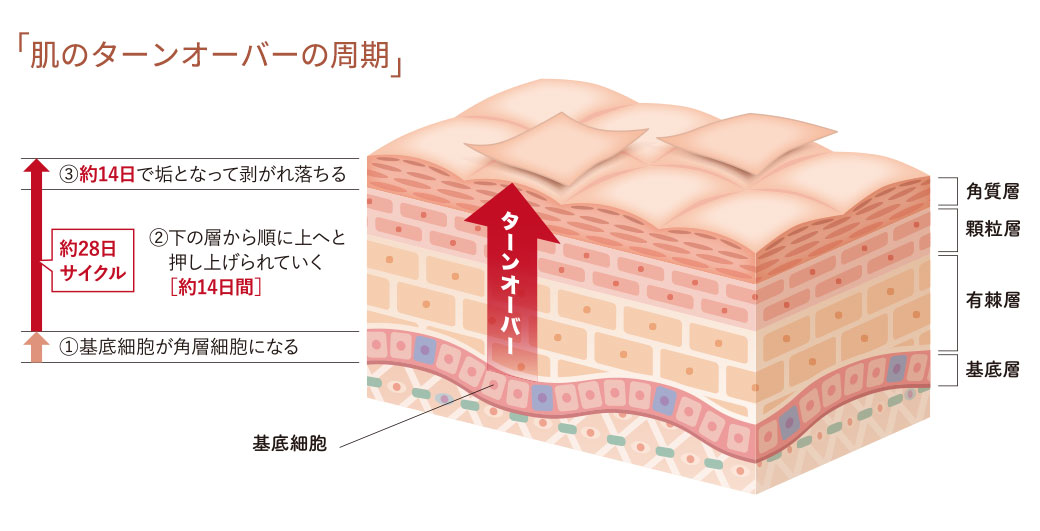 肌の組織イラスト