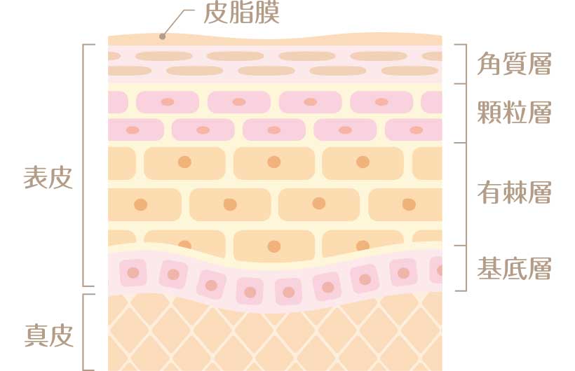 肌組織のイラスト