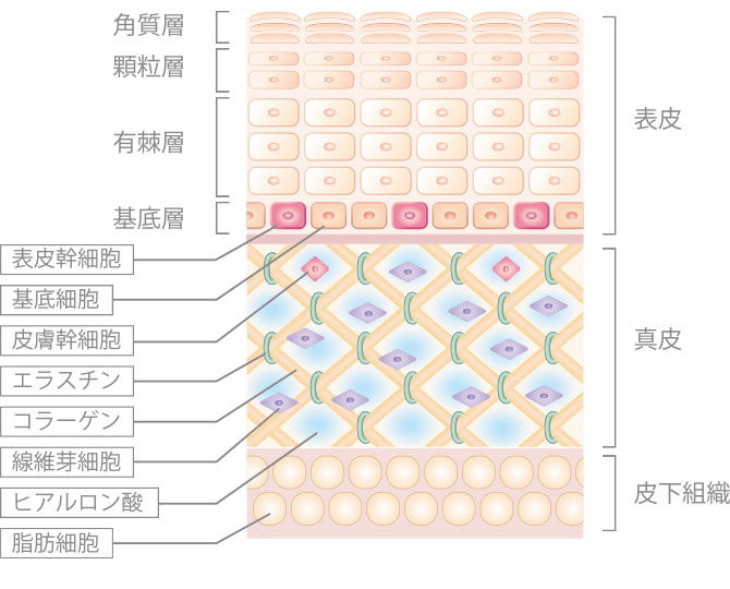 肌組織のイラスト