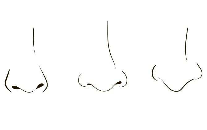 鼻のタイプのイラスト